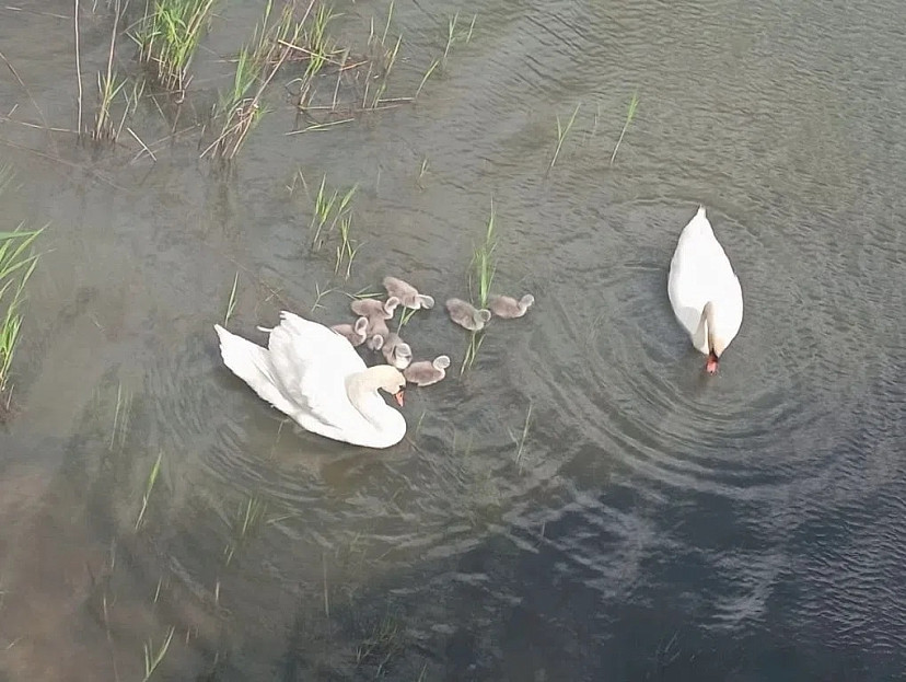 Пара лебедей вывела 8 птенцов на реке в Саратовской области 