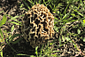 Саратовцы собирают сморчки-гиганты тазиками